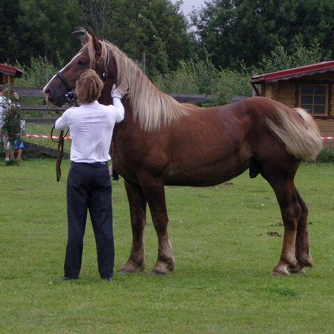 XVII raskeveopäivät 2011