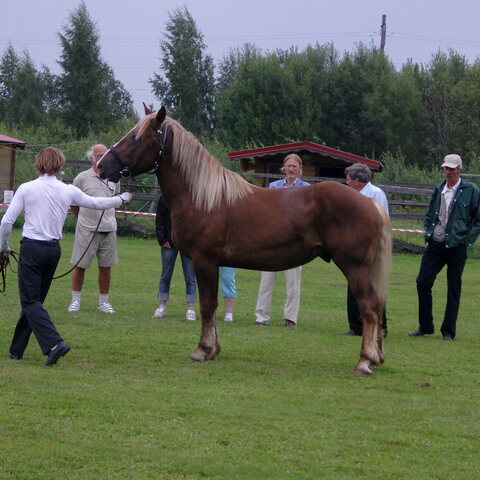 XVII raskeveopäivät 2011