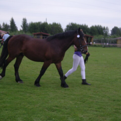 XVII raskeveopäivät 2011
