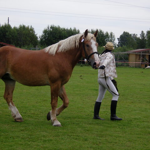 XVII raskeveopäivät 2011
