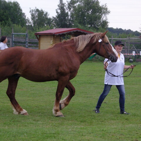 XVII raskeveopäivät 2011